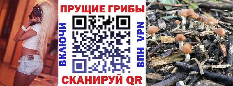 хочу наркоту  Приморск  Галлюциногенные грибы Cubensis 